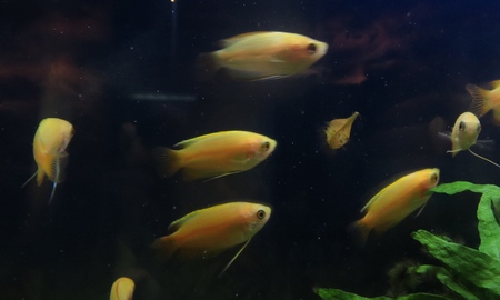 ゴールデンハニードワーフグラミー