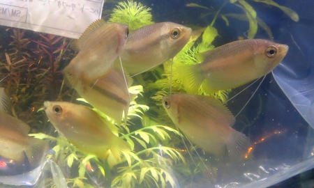 ハニードワーフグラミー