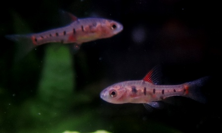 バルブス・ヤエ(Wild)