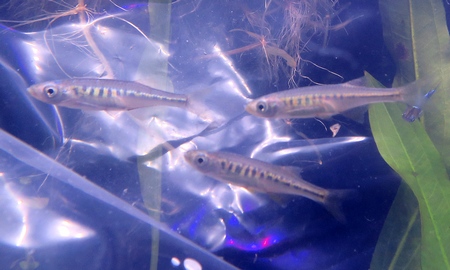 インレキプリス・アウロプルプレア