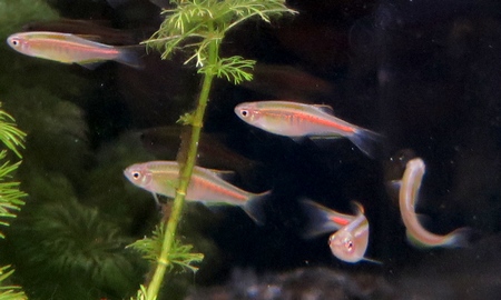 オレンジグリッターダニオ