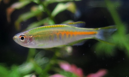 オレンジグリッターダニオ