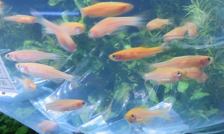 ゴールデンゼブラダニオ