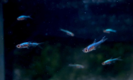 スンダダニオ・アクセルロディブルー