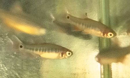 ミクロラスボラ・エリスロミクロン