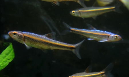 レインボーシャイナー