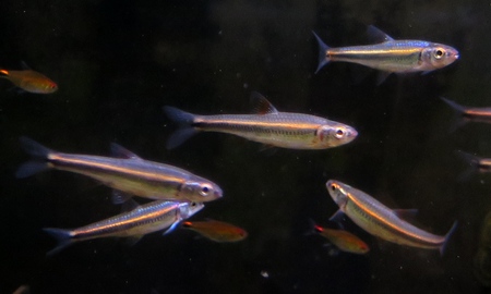 レインボーシャイナー