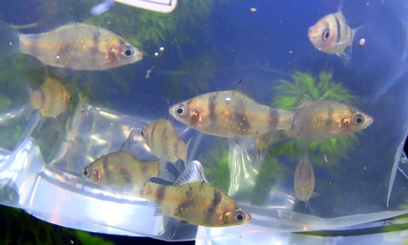 ブラックルビー