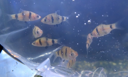 ブラックルビー