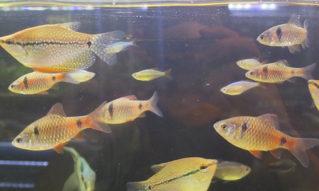 オデッサバルブ