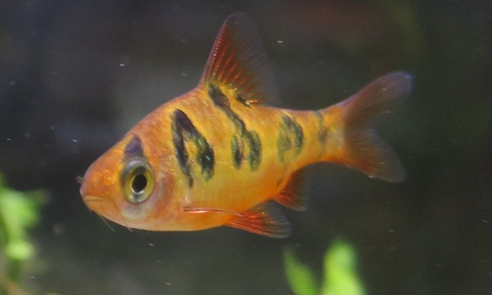 プンティウス・ロンボオケラータス