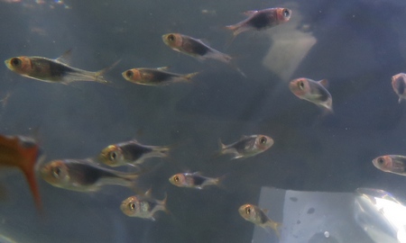 ラスボラ・ヘテロモルファ ブルー