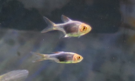 ラスボラ・ヘテロモルファ ブルー