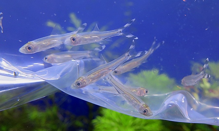 シザーステールラスボラ