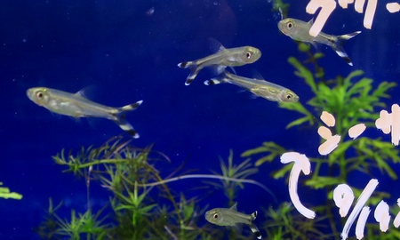 シザーステールラスボラ