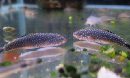 ボルネオプレコ