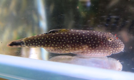 ボルネオプレコ