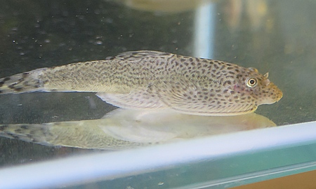 チャイナバタフライプレコ