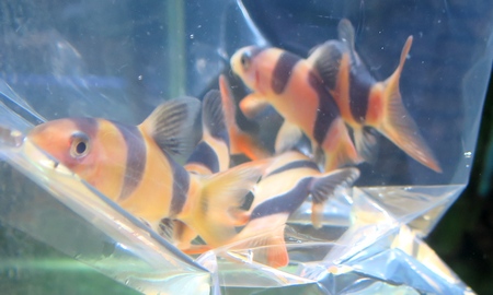 クラウンローチ