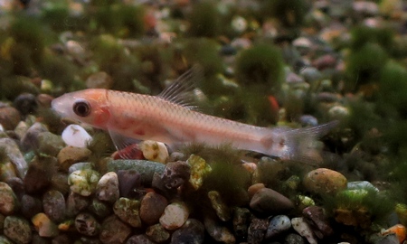 シルバーフライングフォックス　ゴールデン