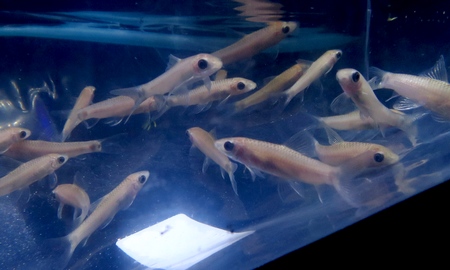 シルバーフライングフォックス　ゴールデン