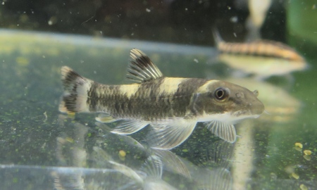 マダガスカルレインボー