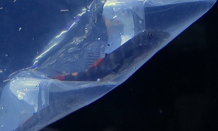 ブラッドフィンタイガーガストロミゾン