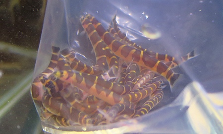 クーリーローチ