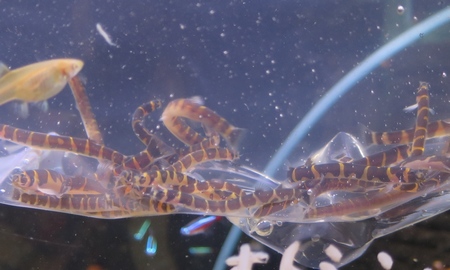 クーリーローチ