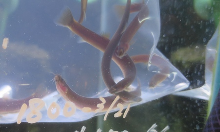 ブラッククーリーローチ