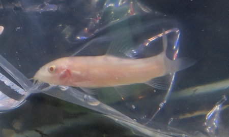 アルビノパキスタンローチ