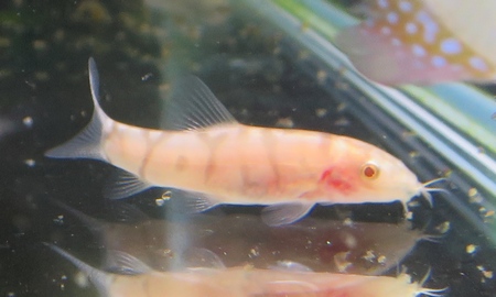 アルビノパキスタンローチ(リアルレッドアイ)