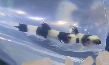 パンダシャークローチ