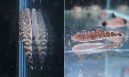 タイガーガストロミゾン