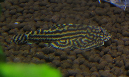 セウェルリア・リネオラータ (ベトナムバタフライプレコ) 