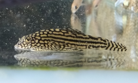 セウェルリア・リネオラータ (ベトナムバタフライプレコ) 