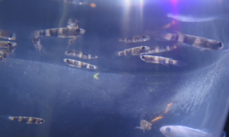 クラウンキリー