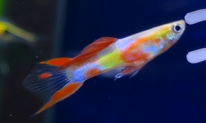 中野愛魚園 小型魚 ストックリスト 中野愛魚園 小型魚 ストックリスト