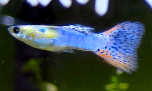 中野愛魚園 小型魚 ストックリスト 中野愛魚園 小型魚 ストックリスト
