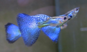 中野愛魚園 小型魚 ストックリスト