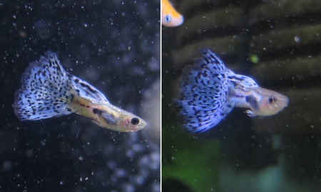 国産ブルーグラスグッピー(ペア)