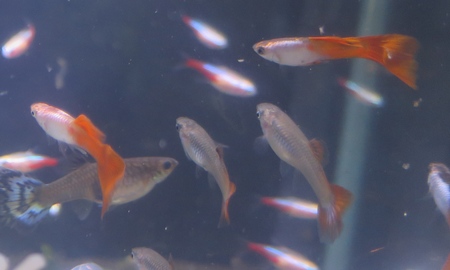 国産エルシルバラド レッドテールグッピー(ペア)