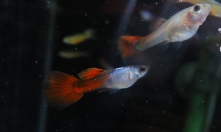 国産エルシルバラド レッドテールグッピー(ペア)