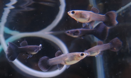 国産フルブラックグッピー