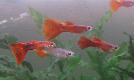 国産フルレッドグッピー