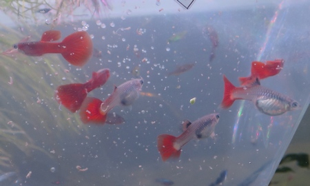 国産フルレッドグッピー