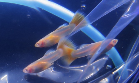 国産RREAドイツイエローグッピー(ペア)