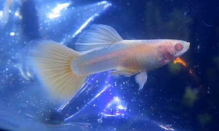 国産RREAドイツイエローグッピー(ペア)