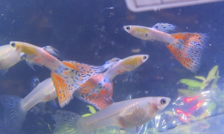 国産プラチナジャパンブルーグッピー(ペア)