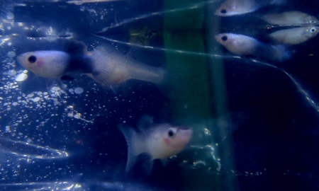 国産モスコーパンダグッピー(ペア)